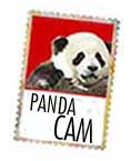 pandacam.jpg